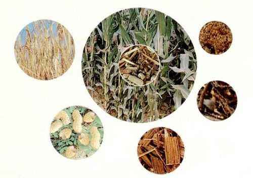 生物質(zhì)的分類