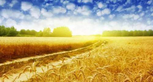 生物質氣化發(fā)電技術